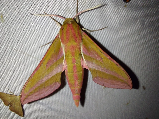 Deilephila elpenor - szőlőszender