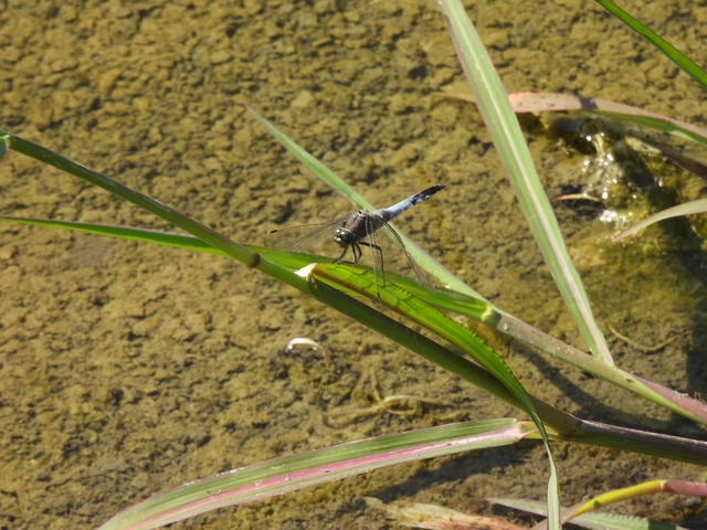 Orthetrum cancellatum - feketefarkú pásztorszitakötő