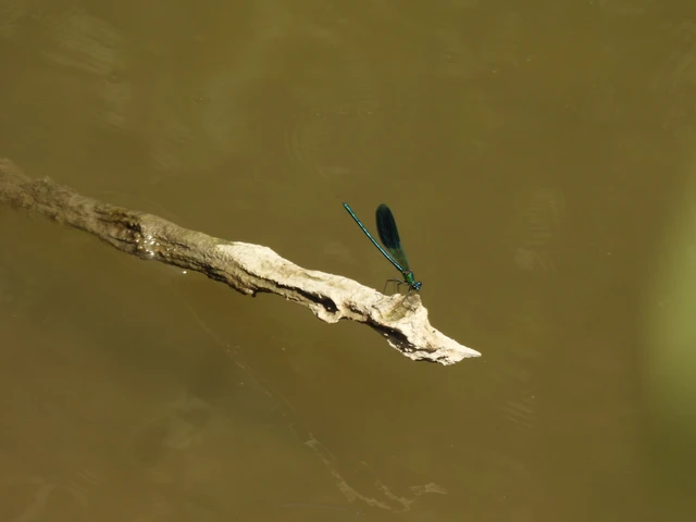 Calopteryx splendens - sávos szitakötő Calopteryx splendens - sávos szitakötő
