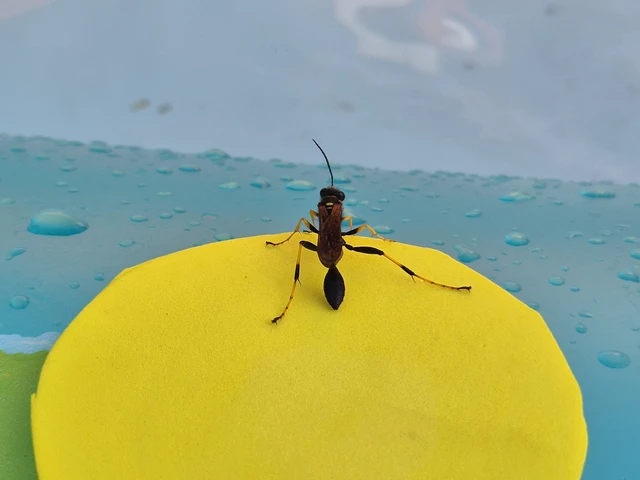 Sceliphron caementarium - feketenyelű lopódarázs Sceliphron caementarium - feketenyelű lopódarázs