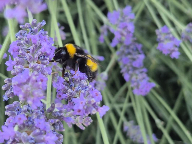 Bombus - poszméhek Bombus - poszméhek