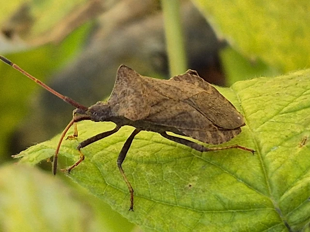 Coreus marginatus - közönséges karimáspoloska
