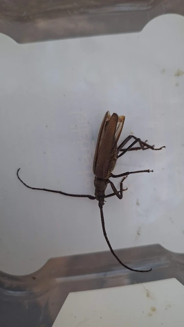 Aegosoma scabricorne - diófacincér