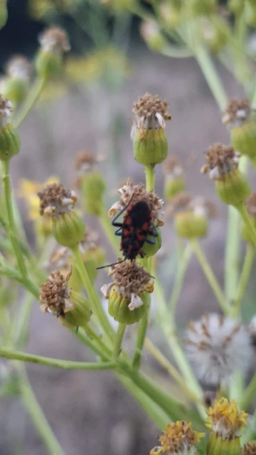 Spilostethus saxatilis - virágbodobács Spilostethus saxatilis - virágbodobács
