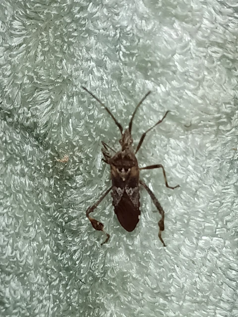 Leptoglossus occidentalis - nyugati levéllábú poloska