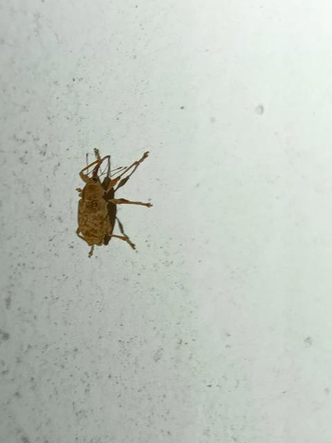 Curculio elephas - gesztenyezsuzsóka Curculio elephas - gesztenyezsuzsóka