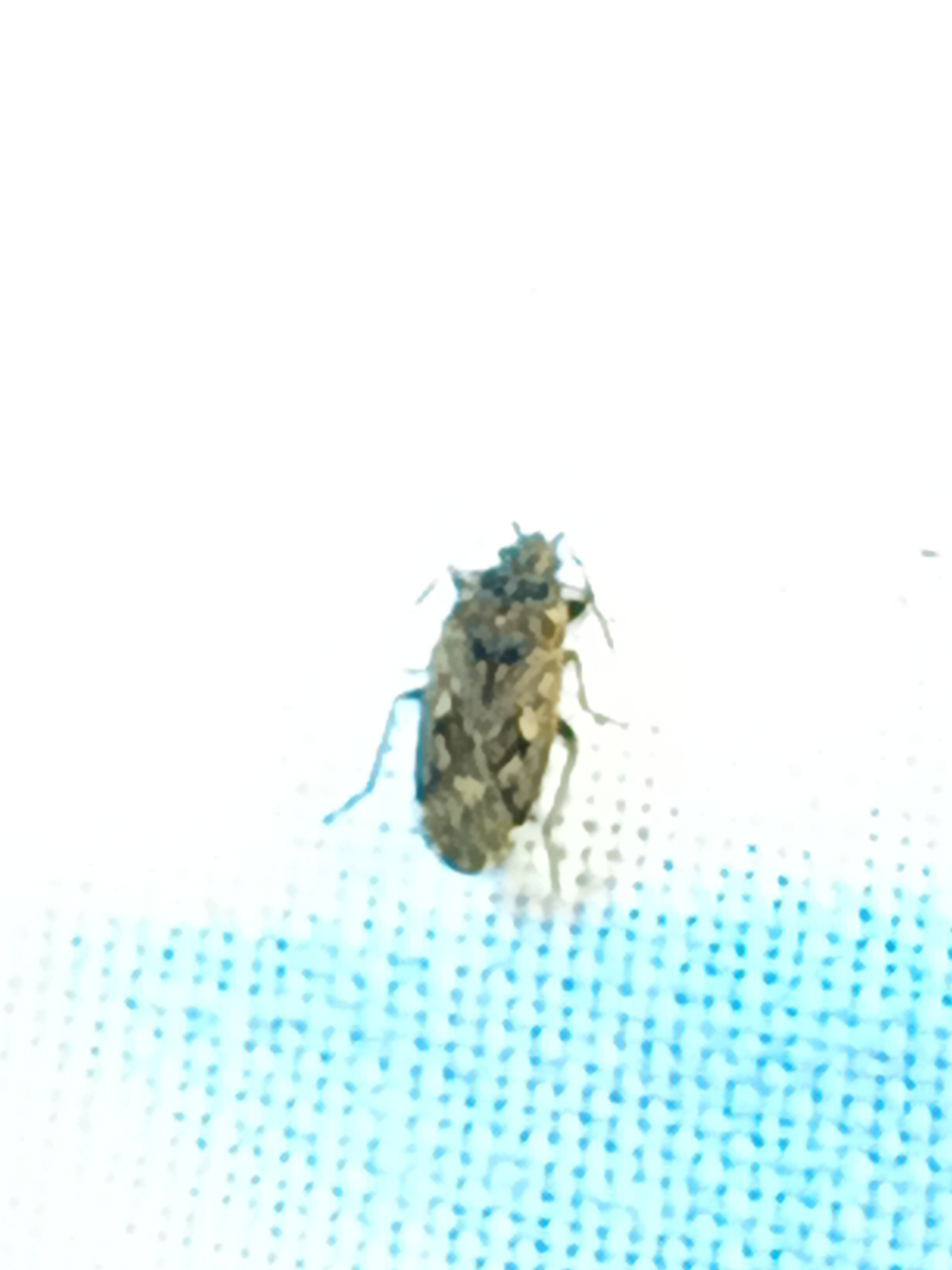 Sphragisticus nebulosus - foltos bodobács