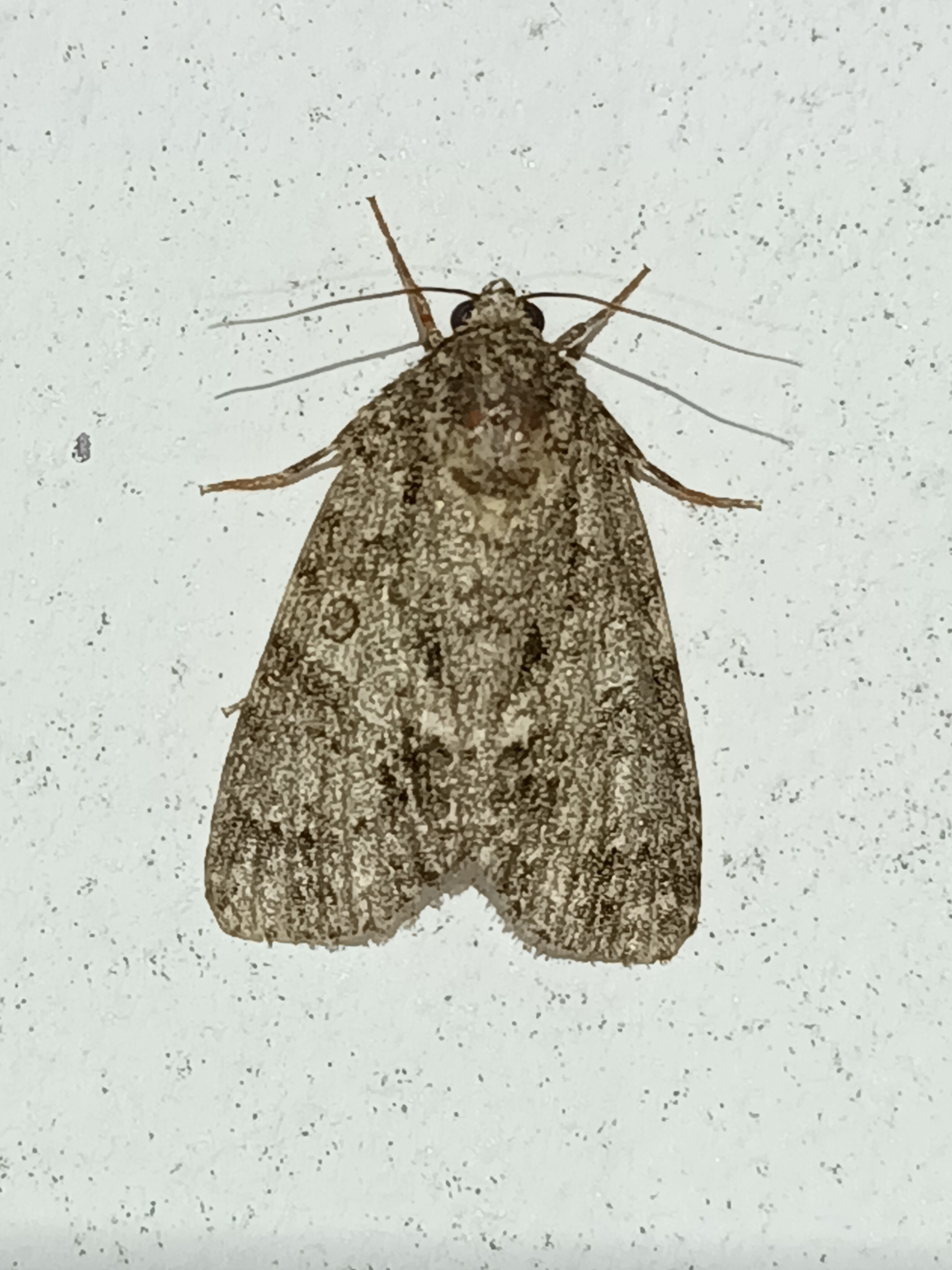 Acronicta rumicis - sóska-szigonyosbagoly