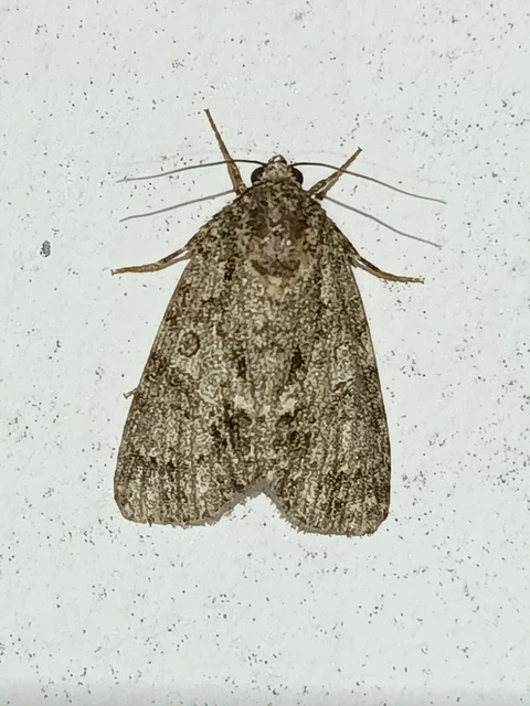 Acronicta rumicis - sóska-szigonyosbagoly Acronicta rumicis - sóska-szigonyosbagoly