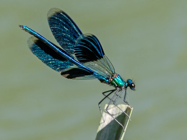Calopteryx splendens - sávos szitakötő Calopteryx splendens - sávos szitakötő