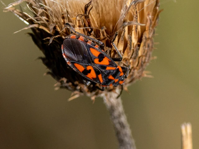 Spilostethus saxatilis - virágbodobács Spilostethus saxatilis - virágbodobács
