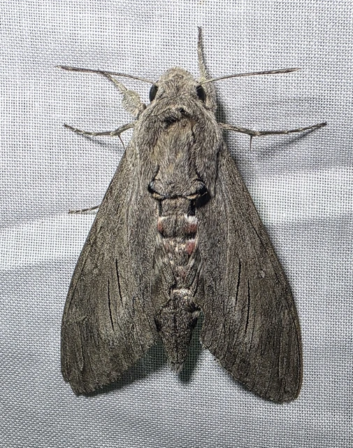 Agrius convolvuli - szulákszender