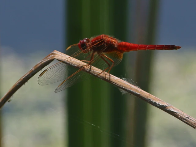 Crocothemis erythraea - skarlát szitakötő