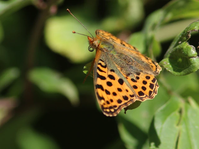 Macrolepidoptera - Nagylepkék