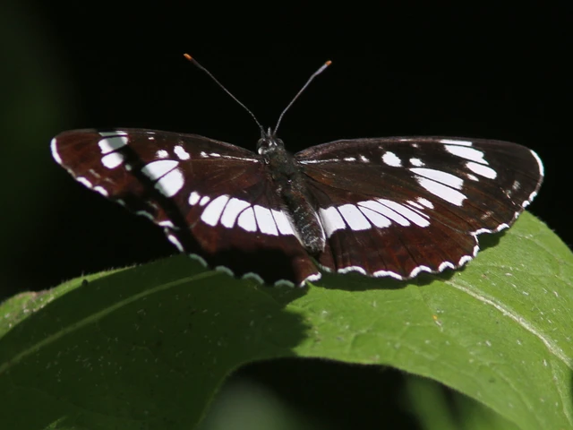 Macrolepidoptera - Nagylepkék