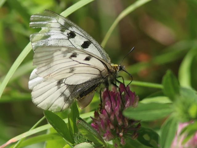 Macrolepidoptera - Nagylepkék