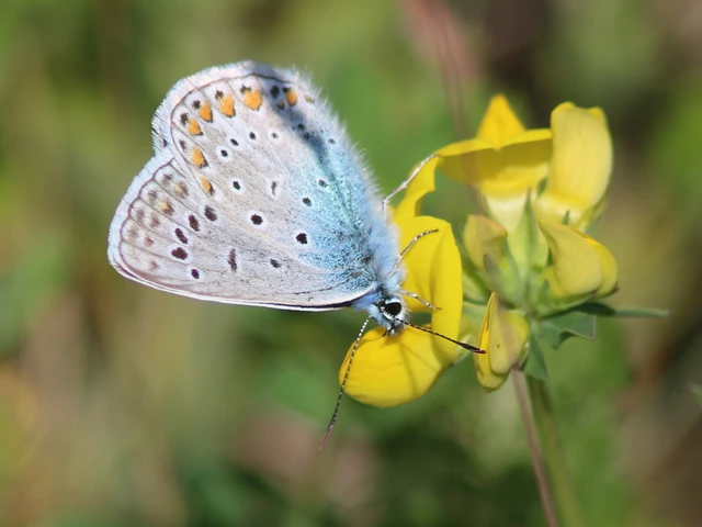 Macrolepidoptera - Nagylepkék