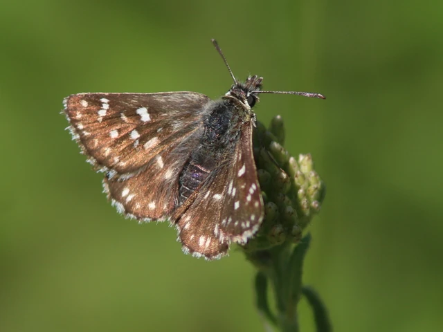Macrolepidoptera - Nagylepkék