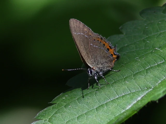 Macrolepidoptera - Nagylepkék