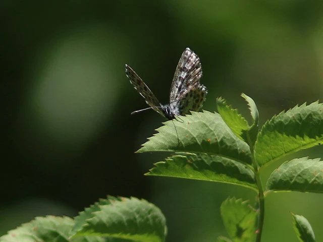 Macrolepidoptera - Nagylepkék