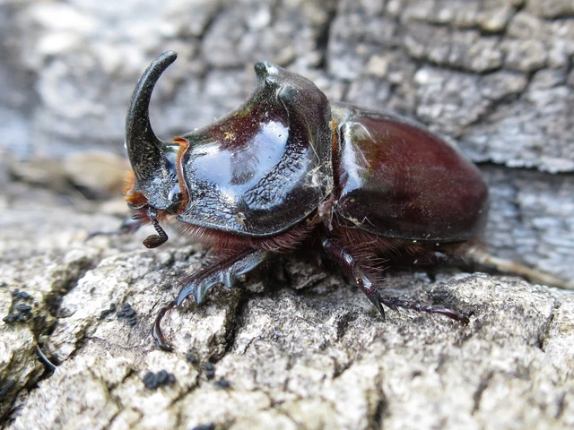 Oryctes nasicornis - orrszarvú bogár