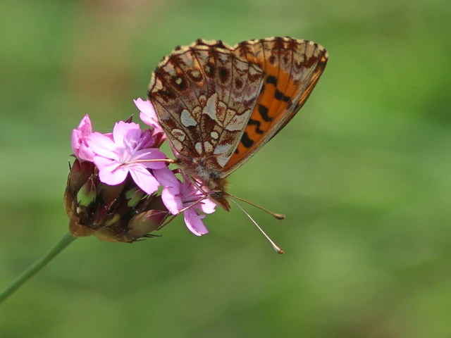Macrolepidoptera - Nagylepkék