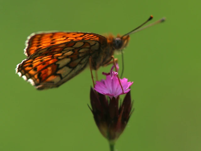 Macrolepidoptera - Nagylepkék