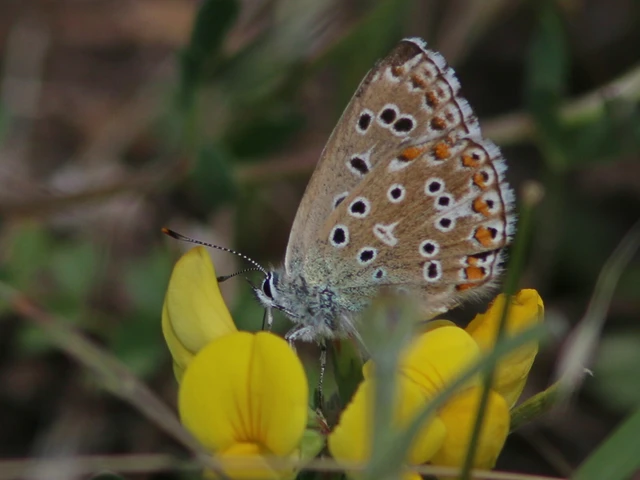 Macrolepidoptera - Nagylepkék