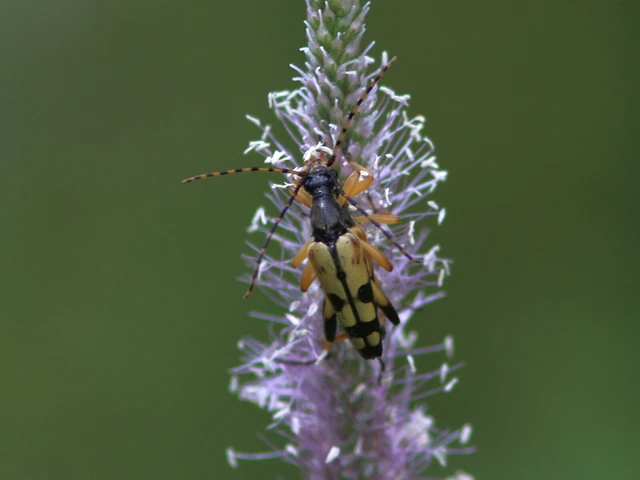 Coleoptera - Bogarak