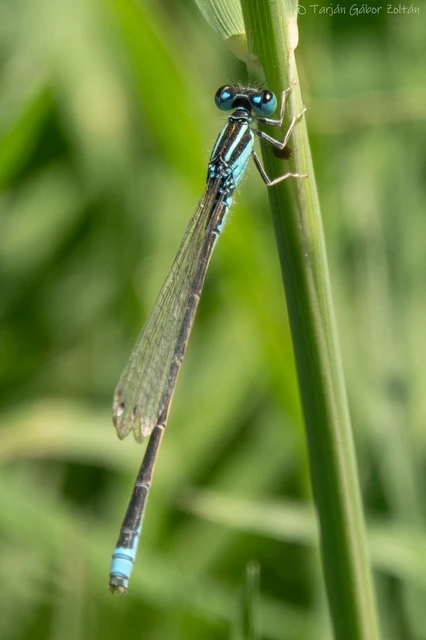 Ischnura pumilio - apró légivadász Ischnura pumilio - apró légivadász