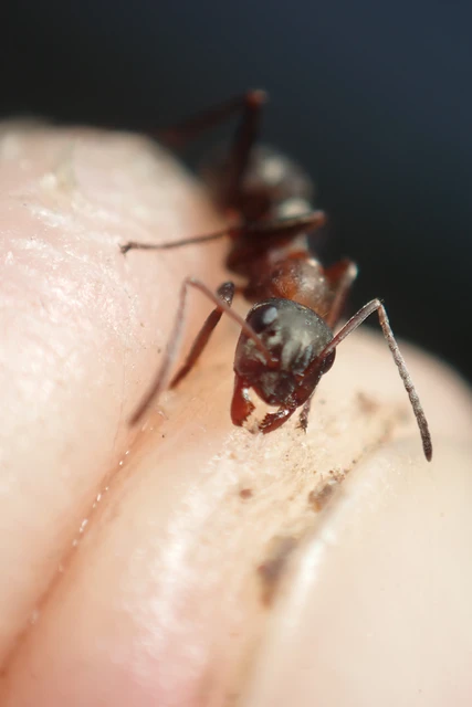 Formica rufibarbis - vörös rabszolgahangya