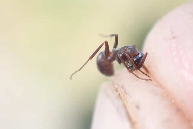 Formica cunicularia - gyakori rabszolgahangya