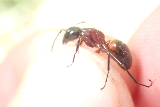 Camponotus ligniperda - faodvasító lóhangya