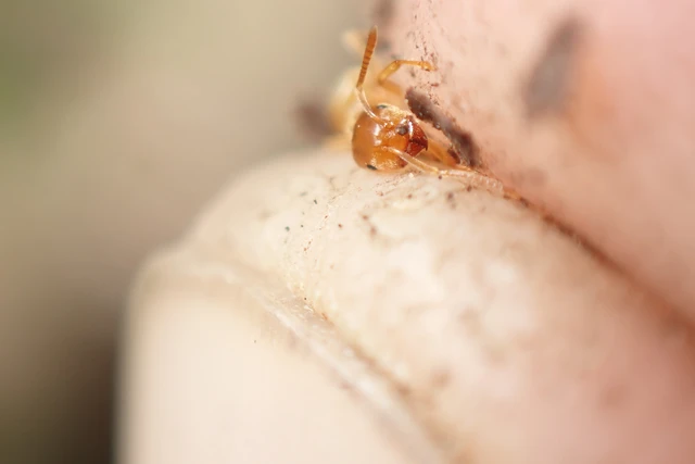 Lasius flavus - gyakori borostyánhangya