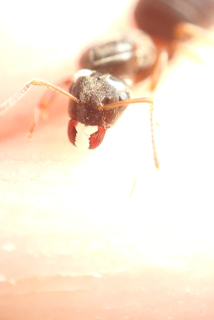 Lasius platythorax - erdei feketehangya