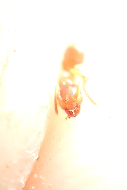 Lasius flavus - gyakori borostyánhangya