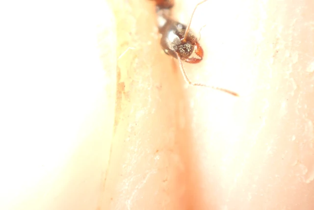 Lasius niger - közönséges feketehangya