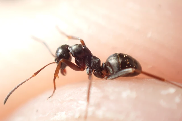 Formica fusca - kormos rabszolgahangya