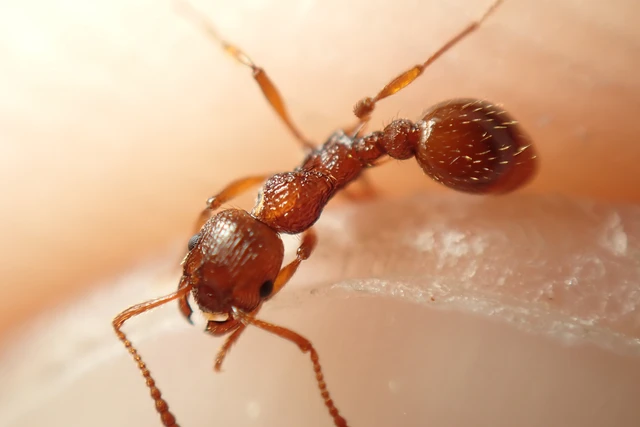 Myrmica ruginodis - erdei bütyköshangya
