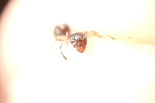 Lasius platythorax - erdei feketehangya