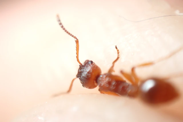 Myrmica ruginodis - erdei bütyköshangya