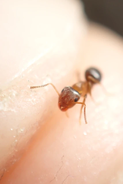 Lasius brunneus - rozsdáshátú feketehangya