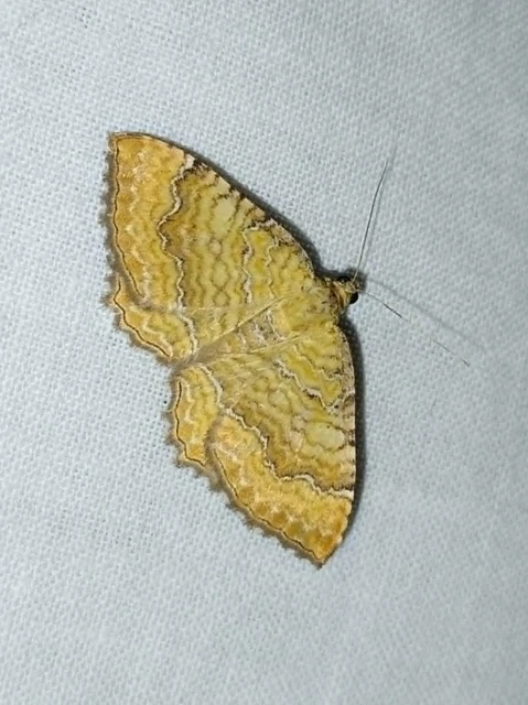 Macrolepidoptera - Nagylepkék