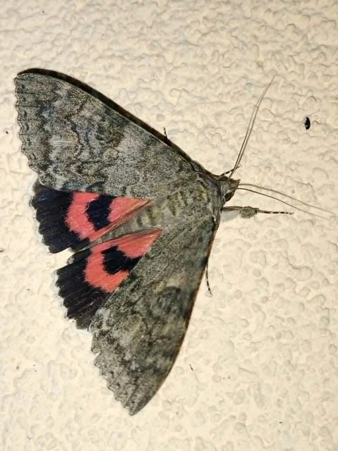 Macrolepidoptera - Nagylepkék