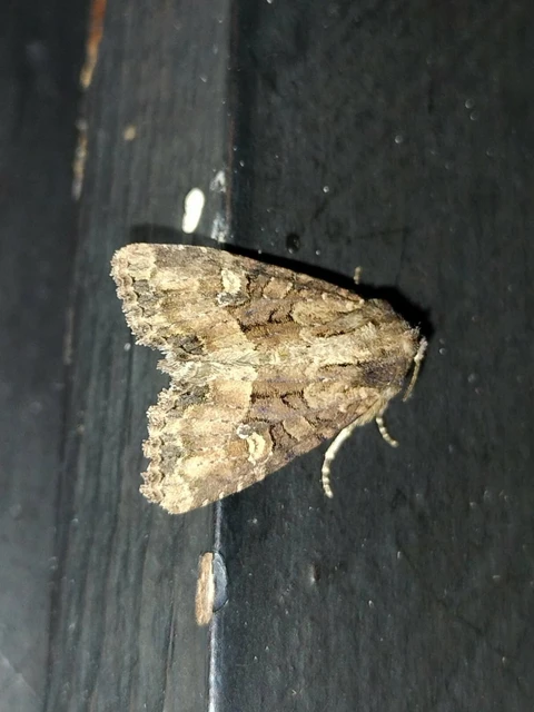 Macrolepidoptera - Nagylepkék