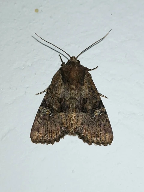 Macrolepidoptera - Nagylepkék