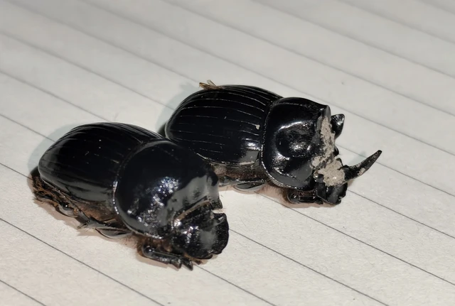 Copris lunaris - közönséges holdszarvú-ganéjtúró
