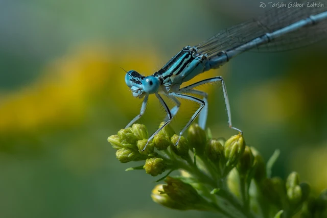 Platycnemis pennipes - széleslábú szitakötő Platycnemis pennipes - széleslábú szitakötő