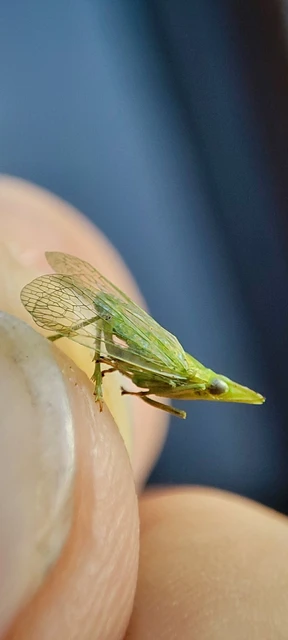 Dictyophara europaea Dictyophara europaea