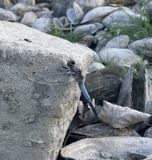 Orthetrum cancellatum - feketefarkú pásztorszitakötő